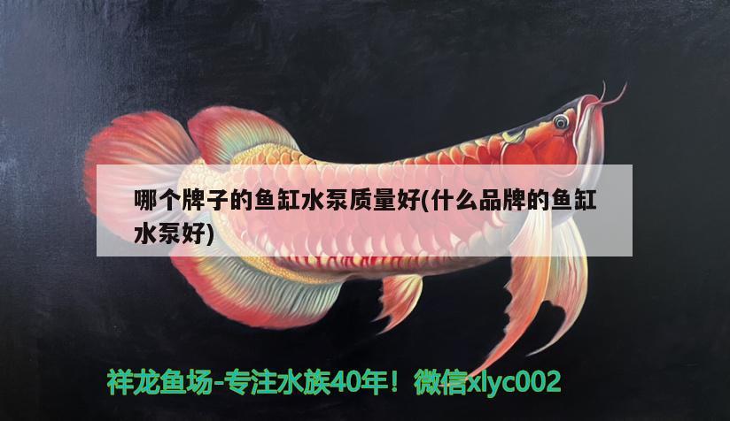 哪個牌子的魚缸水泵質(zhì)量好(什么品牌的魚缸水泵好) 魚缸水泵