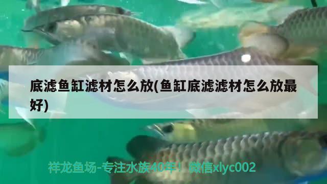 底濾魚(yú)缸濾材怎么放(魚(yú)缸底濾濾材怎么放最好) 銀龍魚(yú)百科 第2張