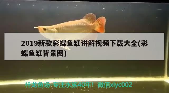 互動的觀賞魚有哪些種類圖片大全：有互動性的觀賞魚 廣州水族批發(fā)市場 第1張