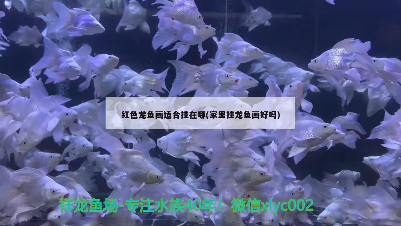 金魚缸開燈關燈時間多長(金魚缸開燈關燈時間多長最好) 球鯊魚