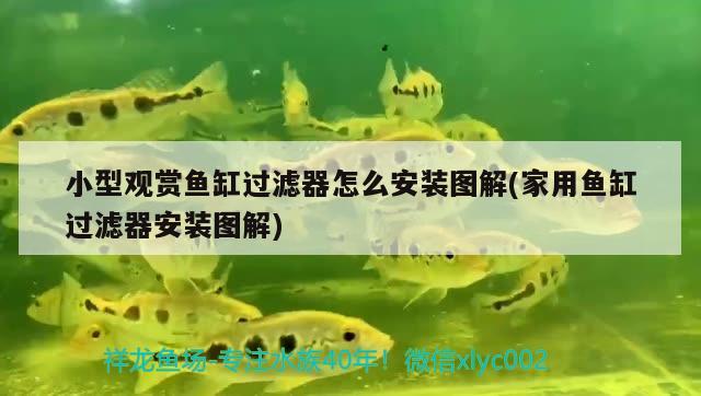 小型觀賞魚缸過濾器怎么安裝圖解(家用魚缸過濾器安裝圖解)