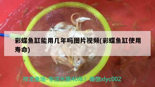 彩蝶魚缸能用幾年嗎圖片視頻(彩蝶魚缸使用壽命) 蝴蝶鯉