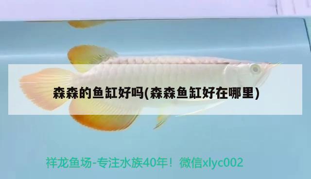 森森的魚缸好嗎(森森魚缸好在哪里) 綠皮皇冠豹魚 第2張