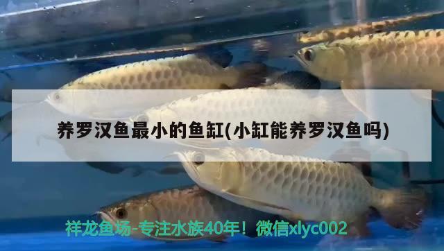 養(yǎng)羅漢魚最小的魚缸(小缸能養(yǎng)羅漢魚嗎) 羅漢魚