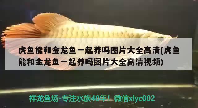 虎魚能和金龍魚一起養(yǎng)嗎圖片大全高清(虎魚能和金龍魚一起養(yǎng)嗎圖片大全高清視頻)