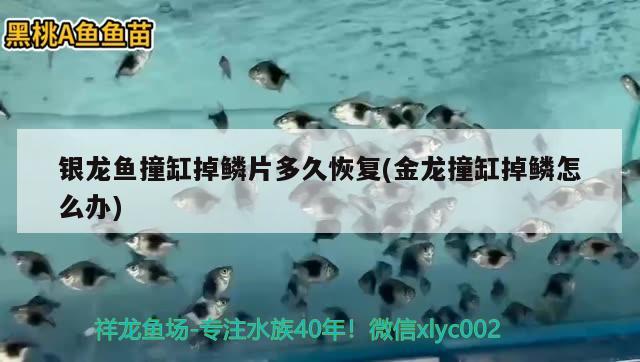 銀龍魚撞缸掉鱗片多久恢復(fù)(金龍撞缸掉鱗怎么辦) 銀龍魚百科