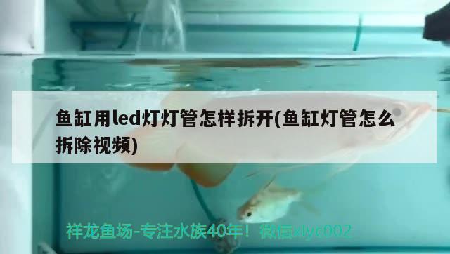 三色金龍魚要怎么破解（三色金龍魚簡介） 稀有金龍魚