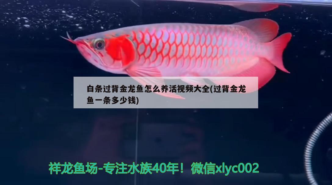 白條過背金龍魚怎么養(yǎng)活視頻大全(過背金龍魚一條多少錢) 白條過背金龍魚