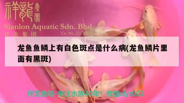 龍魚魚鱗上有白色斑點(diǎn)是什么病(龍魚鱗片里面有黑斑)