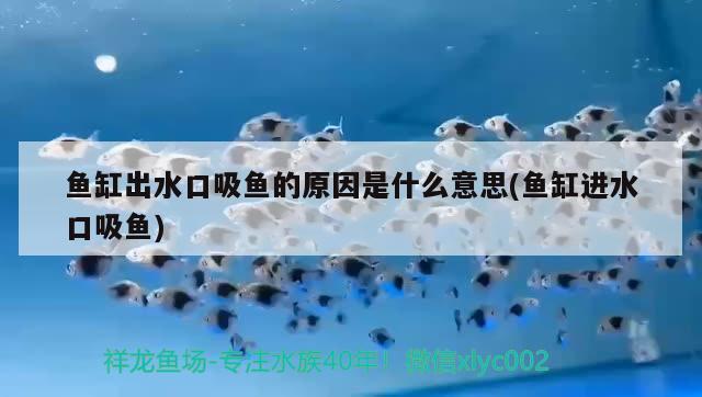 魚缸出水口吸魚的原因是什么意思(魚缸進水口吸魚)