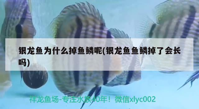 銀龍魚為什么掉魚鱗呢(銀龍魚魚鱗掉了會(huì)長嗎)