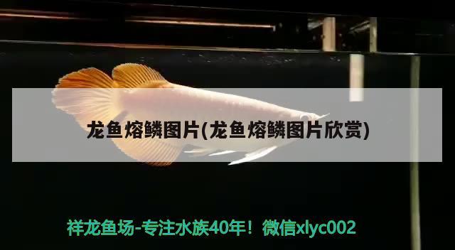 龍魚熔鱗圖片(龍魚熔鱗圖片欣賞) 純血皇冠黑白魟魚