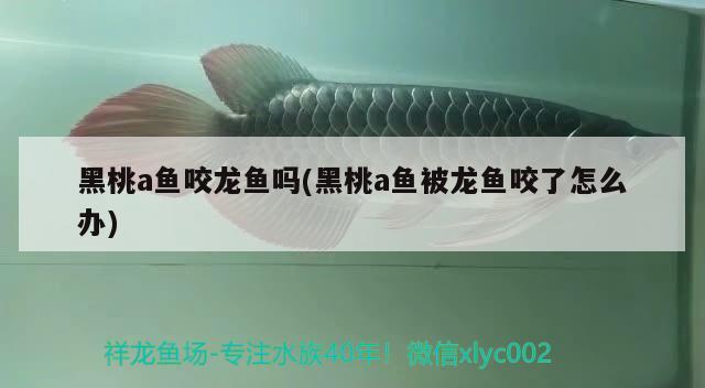 黑桃a魚咬龍魚嗎(黑桃a魚被龍魚咬了怎么辦)