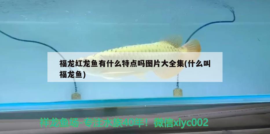 魚缸過濾系統(tǒng)安裝圖自制(魚缸過濾組裝圖片大全)