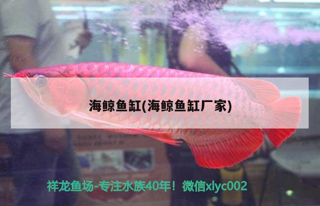 海鯨魚缸(海鯨魚缸廠家) 大正錦鯉魚