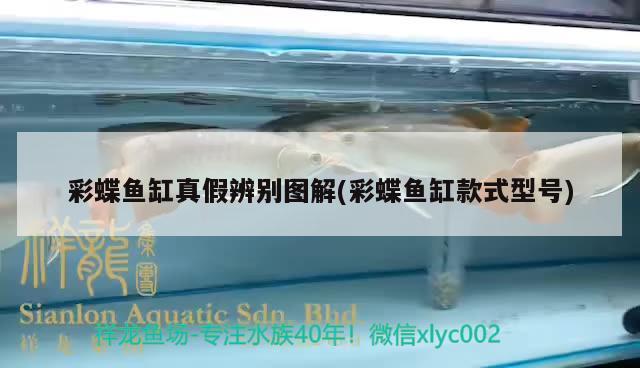 魚缸加熱棒哪種省電 魚缸加熱棒哪種省電耐用 白子銀版魚 第2張