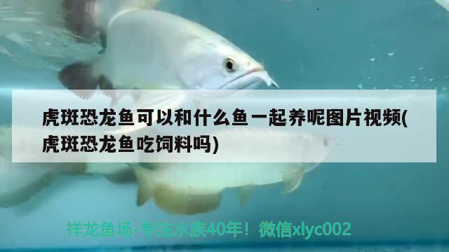 虎斑恐龍魚可以和什么魚一起養(yǎng)呢圖片視頻(虎斑恐龍魚吃飼料嗎) 虎斑恐龍魚