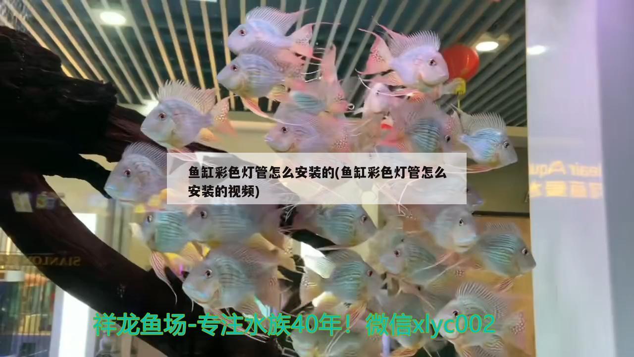 虎斑魚(yú)跟石斑魚(yú)哪個(gè)貴（虎斑魚(yú)貴嗎）