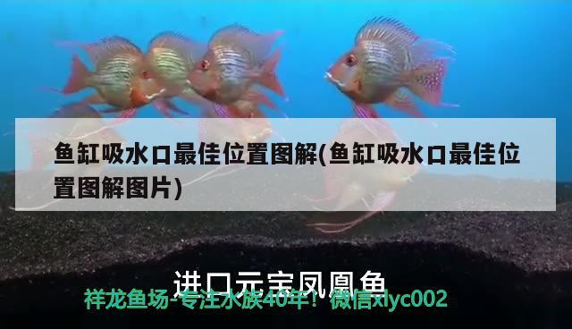 魚(yú)缸吸水口最佳位置圖解(魚(yú)缸吸水口最佳位置圖解圖片)