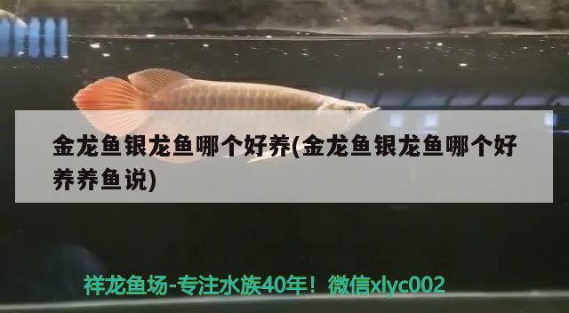 金龍魚銀龍魚哪個(gè)好養(yǎng)(金龍魚銀龍魚哪個(gè)好養(yǎng)養(yǎng)魚說)