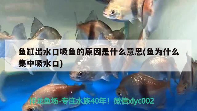 魚缸出水口吸魚的原因是什么意思(魚為什么集中吸水口)