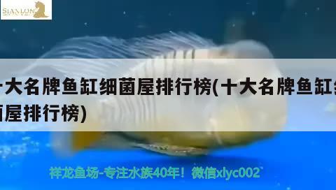 紅龍魚應(yīng)該用什么顏色的燈照水？，燈光對紅龍魚的影響