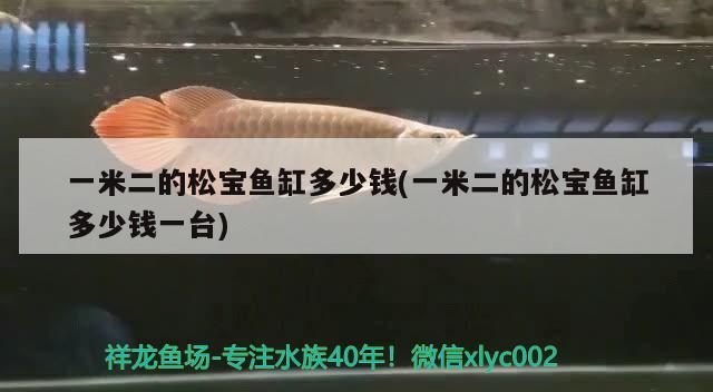 魚(yú)缸里放什么東西好，魚(yú)缸里放什么擺件最好，，魚(yú)缸里放什么東西好