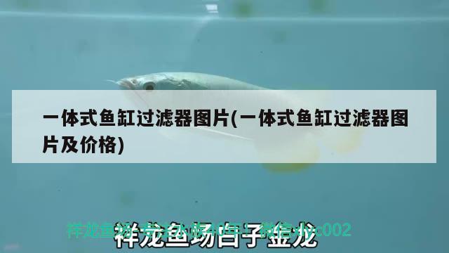 龍魚能吃小魚苗嗎圖片(龍魚不吃小魚苗怎么辦)