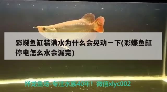 彩蝶魚缸裝滿水為什么會(huì)晃動(dòng)一下(彩蝶魚缸停電怎么水會(huì)漏完)