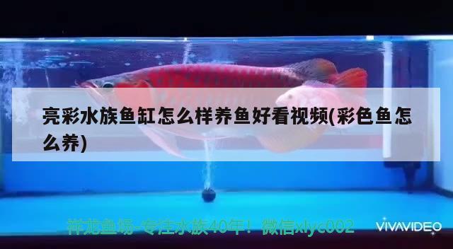 亮彩水族魚缸怎么樣養(yǎng)魚好看視頻(彩色魚怎么養(yǎng)) 委內(nèi)瑞拉奧里諾三間魚