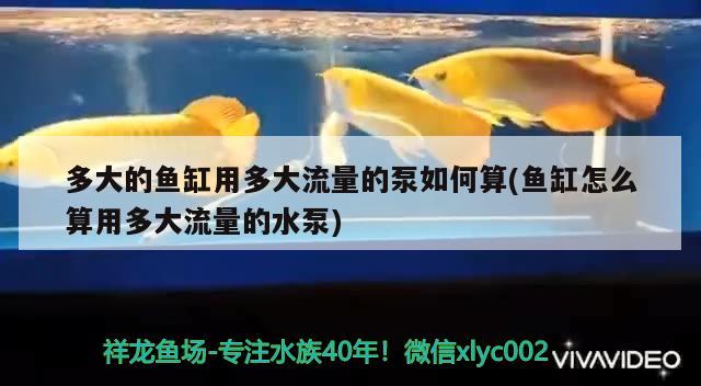 多大的魚缸用多大流量的泵如何算(魚缸怎么算用多大流量的水泵)