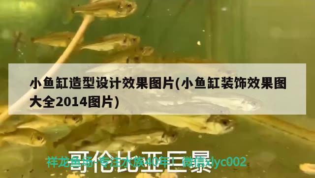 小魚缸造型設計效果圖片(小魚缸裝飾效果圖大全2014圖片) 檸檬鯽 第4張