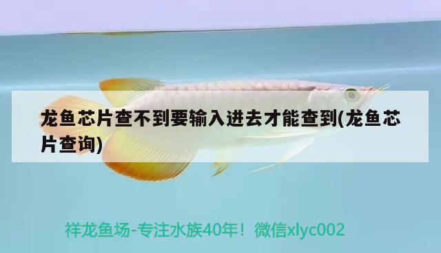 龍魚芯片查不到要輸入進(jìn)去才能查到(龍魚芯片查詢) 賽級紅龍魚