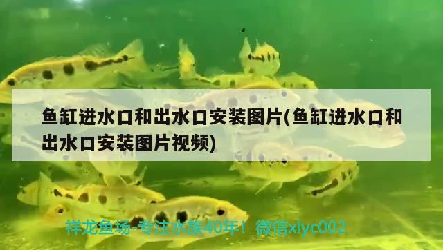 魚(yú)缸進(jìn)水口和出水口安裝圖片(魚(yú)缸進(jìn)水口和出水口安裝圖片視頻) 熱帶魚(yú)魚(yú)苗批發(fā)