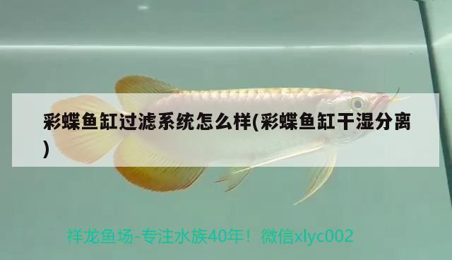 彩蝶魚缸過濾系統(tǒng)怎么樣(彩蝶魚缸干濕分離)