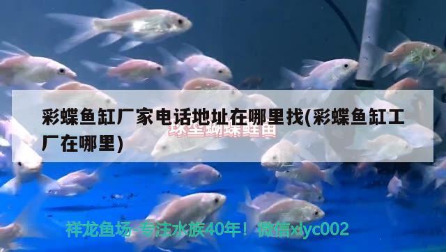 50元大洋能買(mǎi)個(gè)好苗子么？ 黑白雙星魚(yú) 第1張