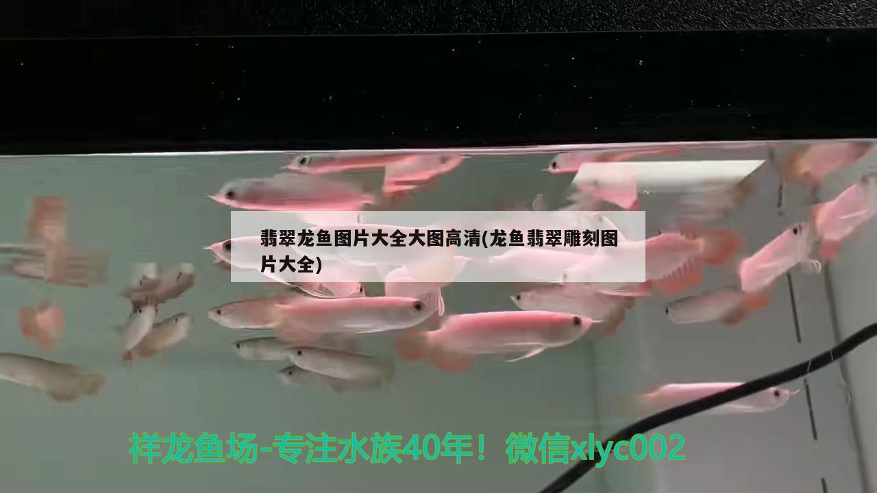 鄂爾多斯水族批發(fā)市場（大型日用百貨批發(fā)市場）