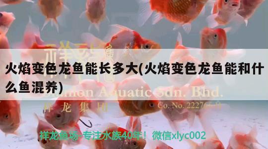 火焰變色龍魚能長多大(火焰變色龍魚能和什么魚混養(yǎng)) 金龍福龍魚