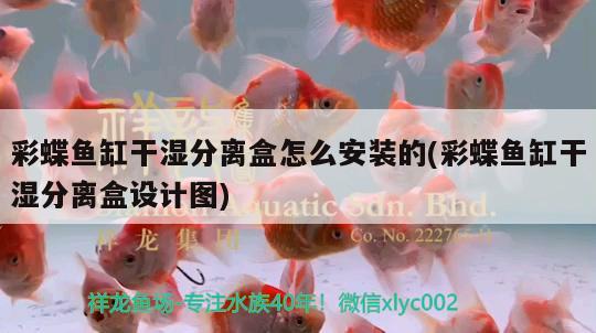 彩蝶魚缸干濕分離盒怎么安裝的(彩蝶魚缸干濕分離盒設計圖)