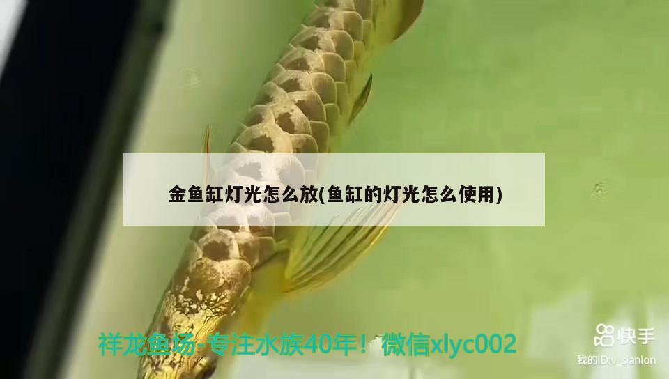 金魚(yú)缸燈光怎么放(魚(yú)缸的燈光怎么使用) 黑桃A魚(yú)苗