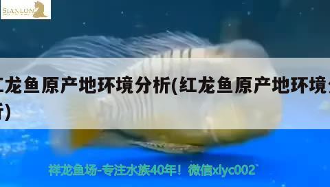 龍魚與虎魚混養(yǎng)視頻教程全集（龍魚和虎魚打架的解決辦法）