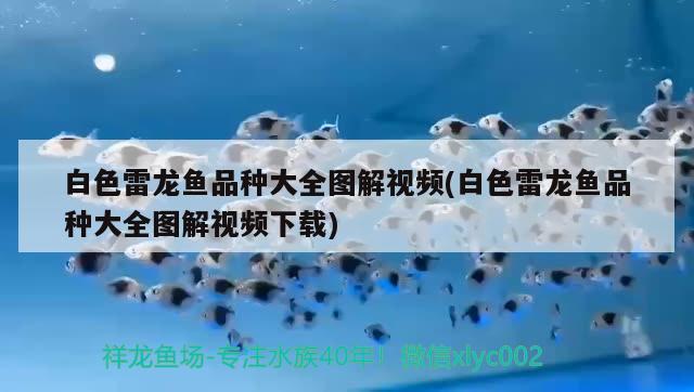 白色雷龍魚品種大全圖解視頻(白色雷龍魚品種大全圖解視頻下載)