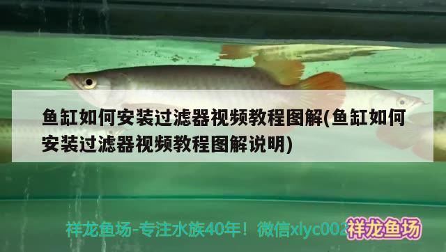 魚缸如何安裝過濾器視頻教程圖解(魚缸如何安裝過濾器視頻教程圖解說明)