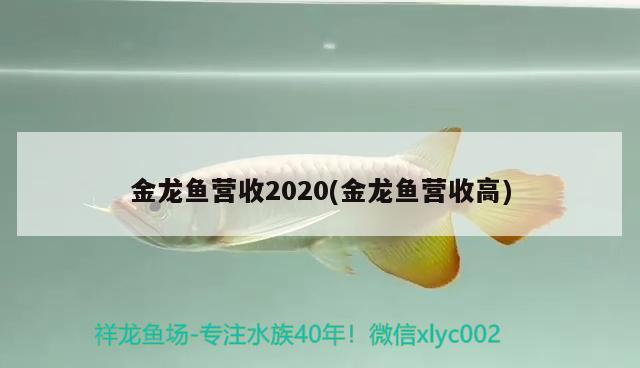 金龍魚營收2020(金龍魚營收高)