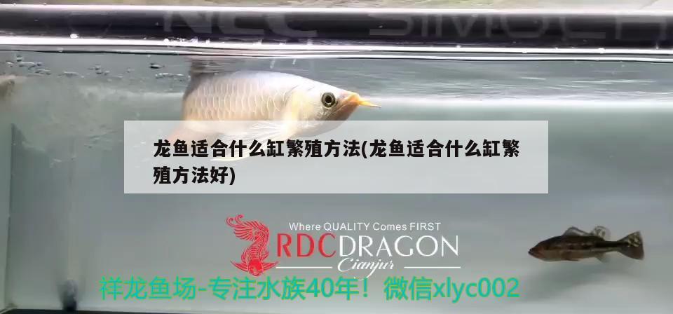 龍魚(yú)適合什么缸繁殖方法(龍魚(yú)適合什么缸繁殖方法好) 藍(lán)底過(guò)背金龍魚(yú)