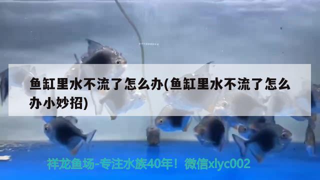 魚缸里水不流了怎么辦(魚缸里水不流了怎么辦小妙招) B級(jí)過背金龍魚