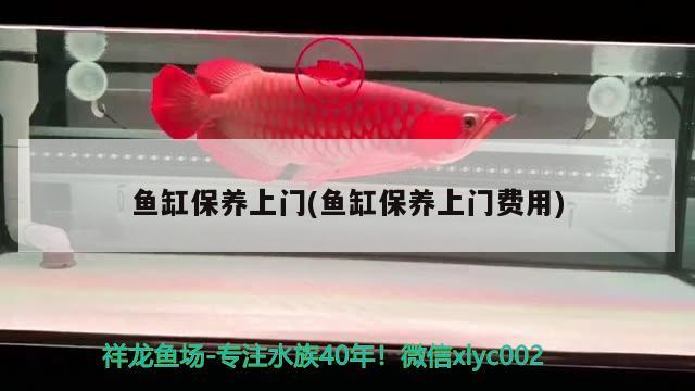 上饒水族館換水隨拍 黑云魚 第2張