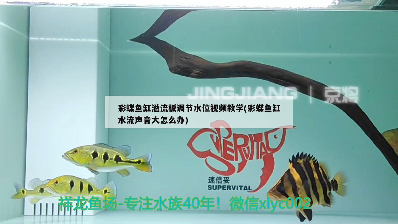 彩蝶魚缸溢流板調(diào)節(jié)水位視頻教學(xué)(彩蝶魚缸水流聲音大怎么辦)