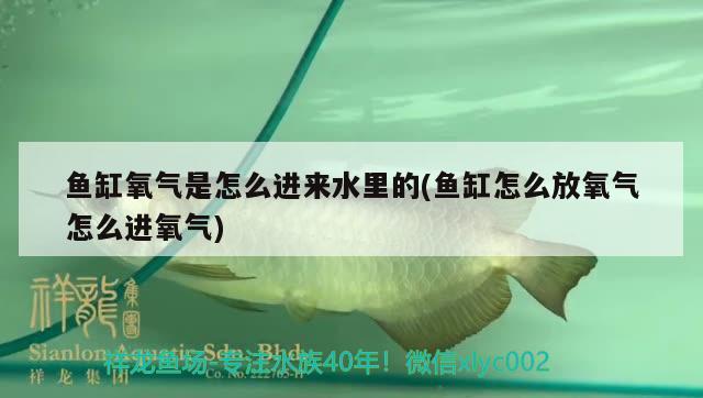 魚缸氧氣是怎么進(jìn)來水里的(魚缸怎么放氧氣怎么進(jìn)氧氣) 豹紋夫魚苗