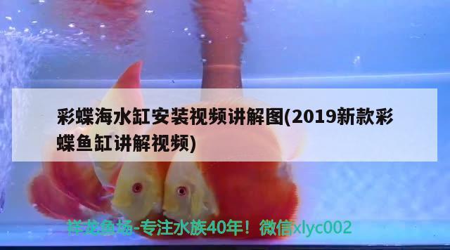 彩蝶海水缸安裝視頻講解圖(2019新款彩蝶魚缸講解視頻) 帝王血鉆魚